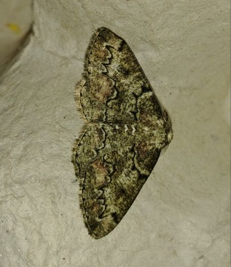 Cleorodes lichenaria 