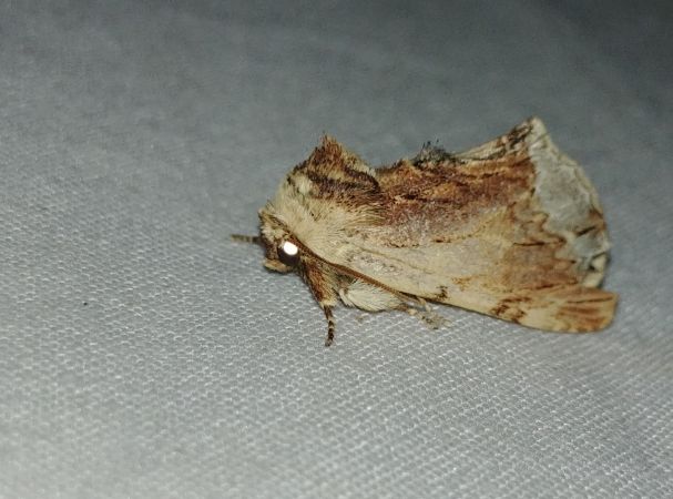 Bombyx capuchon 