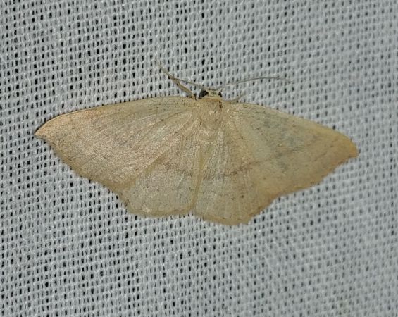 Cyclophora linearia 