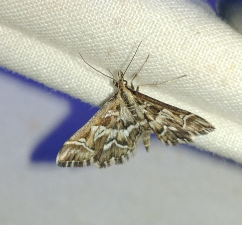 Diasemia reticularis 