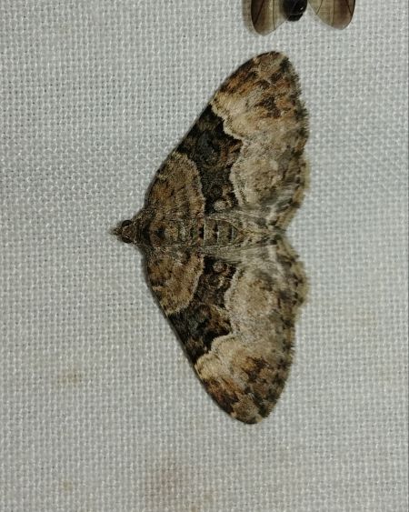 Xanthorhoe biriviata 