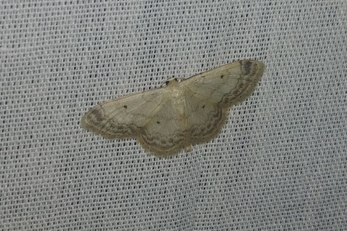 Idaea biselata 