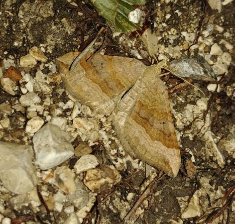 Scotopteryx chenopodiata 