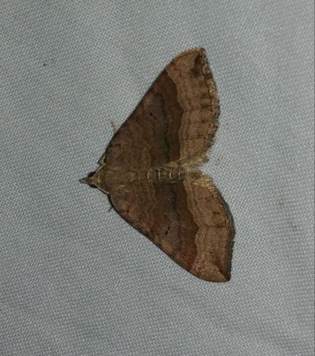 Scotopteryx chenopodiata 