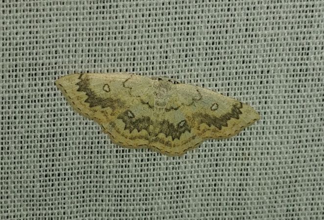 Cyclophora annularia 