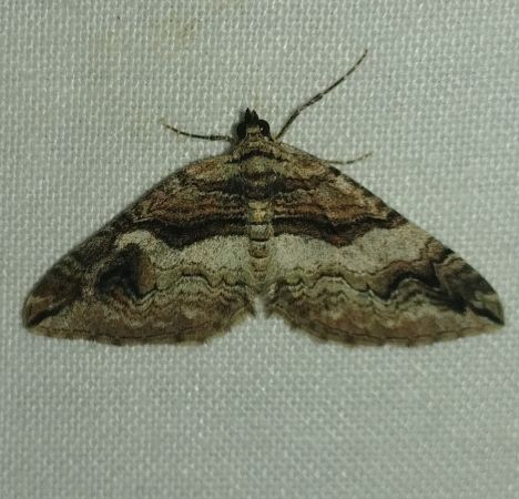 Pareulype berberata 
