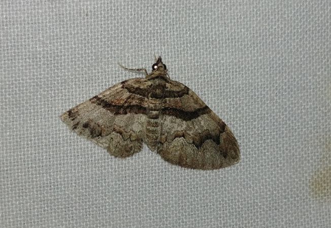 Pareulype berberata 