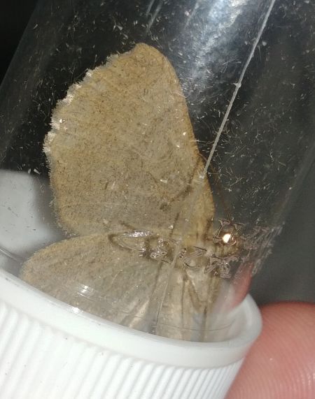 Gnophos furvata 