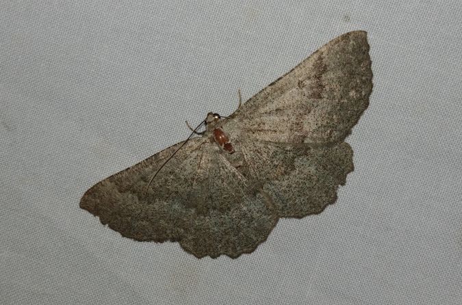 Gnophos furvata 