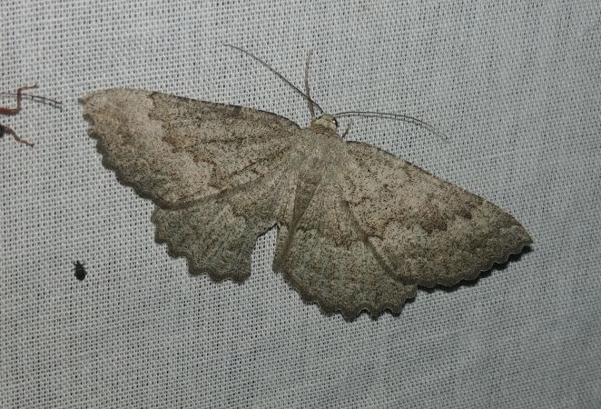 Gnophos furvata 