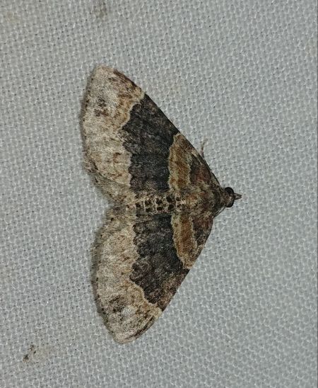 Xanthorhoe ferrugata 