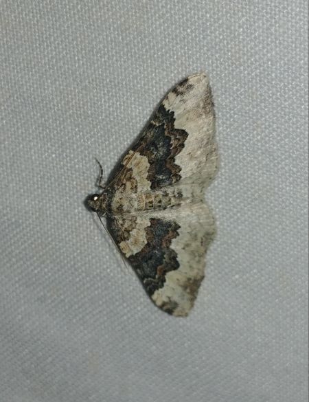 Epirrhoe galiata 