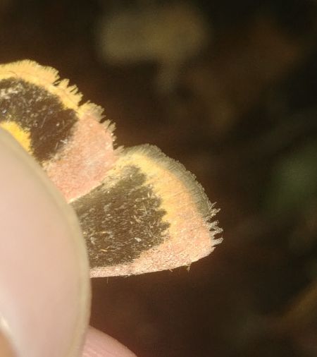 Collier soufré 