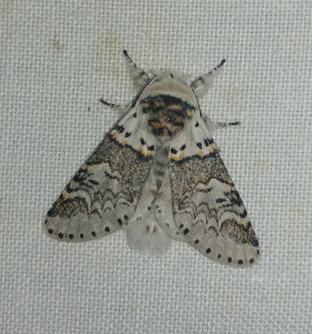 Harpye fourchue 