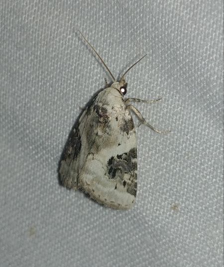 Pseudeustrotia candidula 
