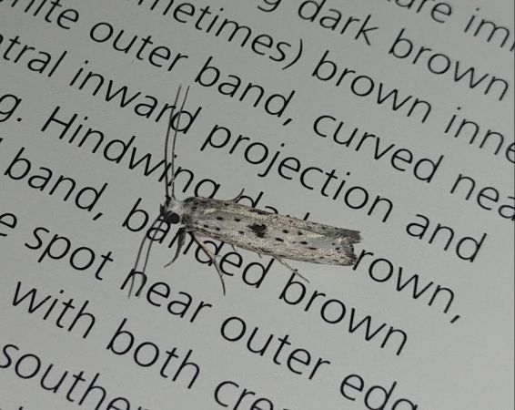 Yponomeuta plumbella 