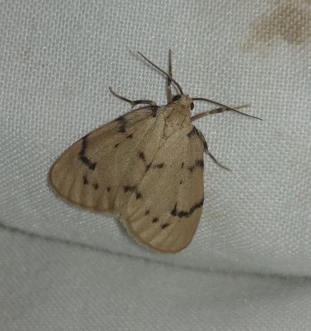 Paidia rica 