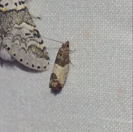 Spilonota ocellana 
