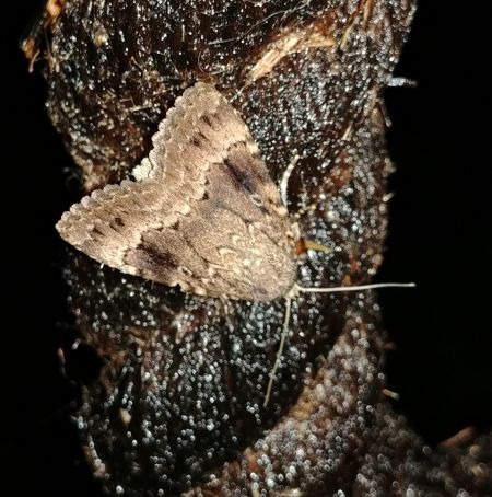 Amphipyra berbera 