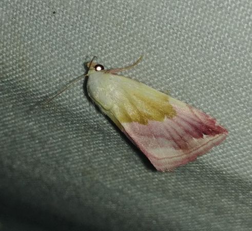 Noctuelle purpurine 