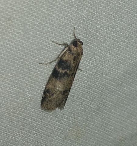 Euzophera pinguis 