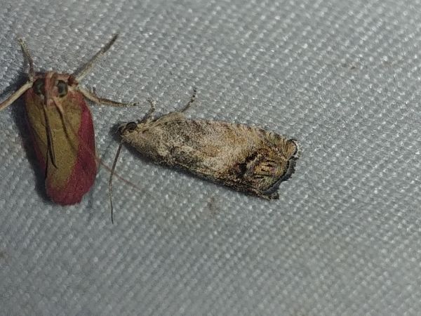 Cydia splendana 