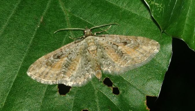 Eupithecia icterata 