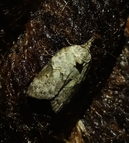 Nycteola revayana 