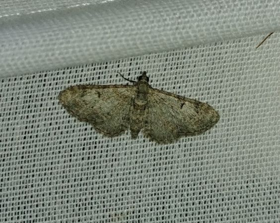 Eupithecia laquaearia 