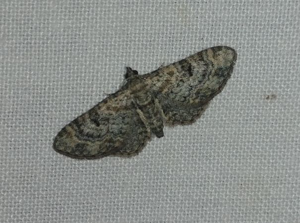 Eupithecia laquaearia 