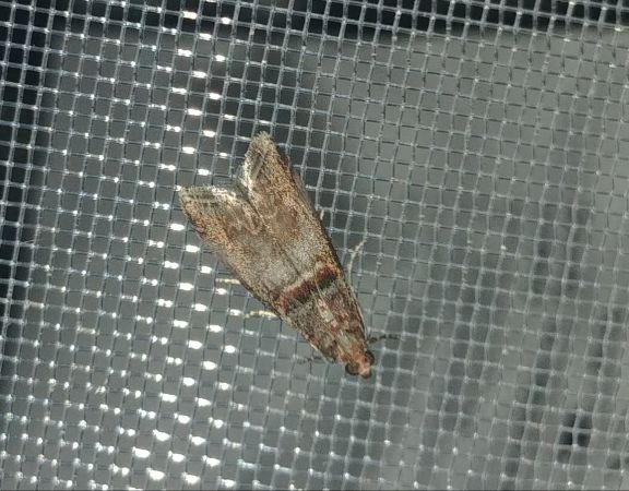 Acrobasis advenella 