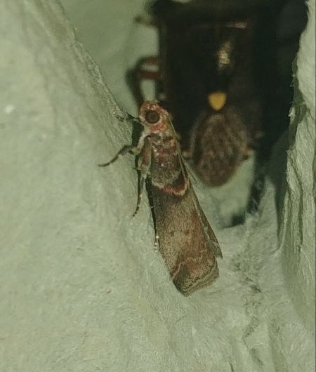 Acrobasis advenella 