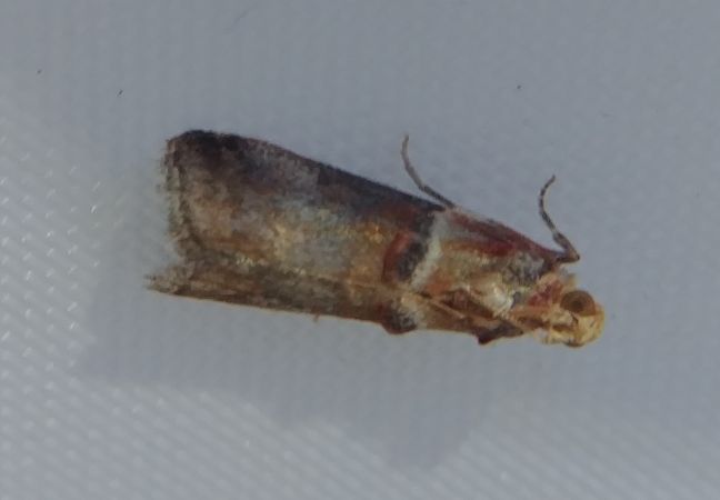 Acrobasis tumidana 