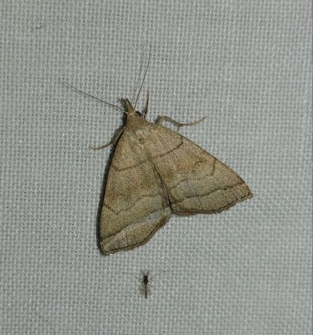 Herminia tarsicrinalis 