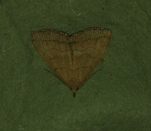 Herminia tarsicrinalis 