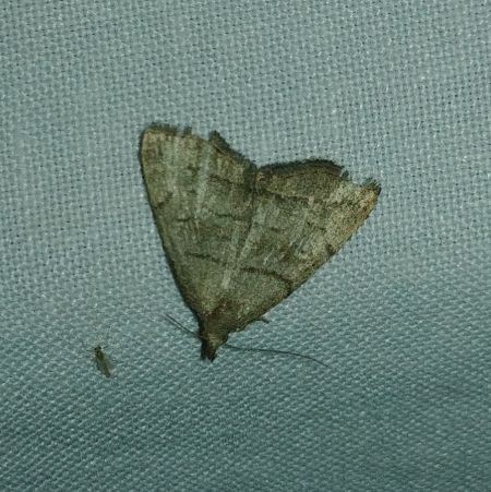 Herminia tarsicrinalis 