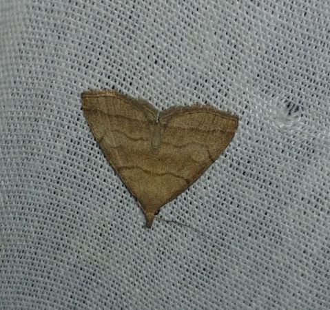 Herminia tarsicrinalis 
