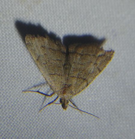 Herminia tarsicrinalis 