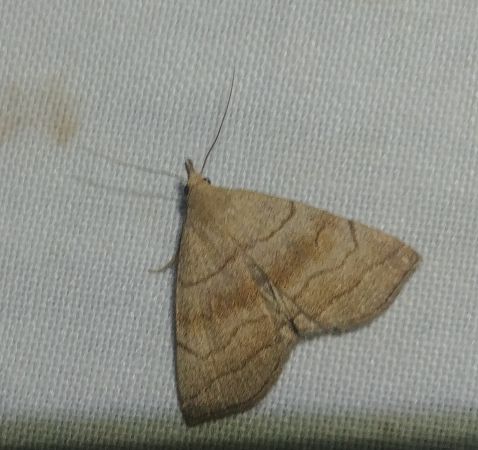 Herminia tarsicrinalis 