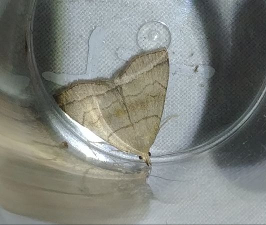 Herminia tarsicrinalis 