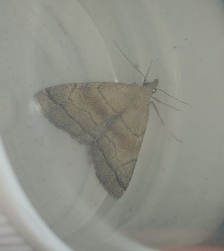Herminia tarsicrinalis 