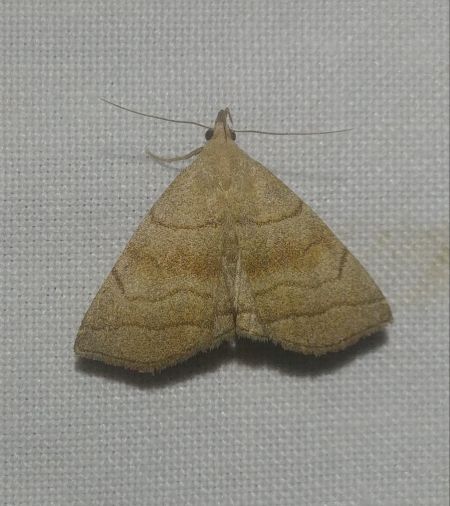 Herminia tarsicrinalis 