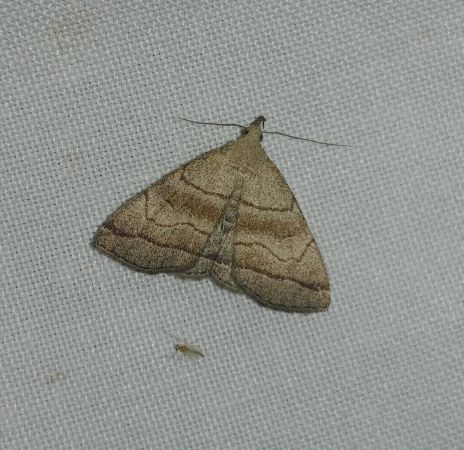 Herminia tarsicrinalis 