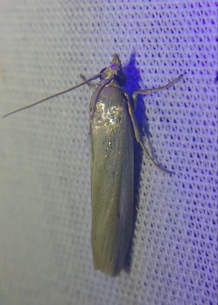 Selagia argyrella 