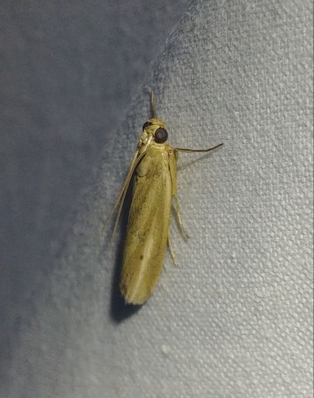 Selagia argyrella 