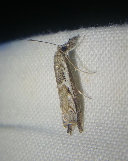 Platytes alpinella 