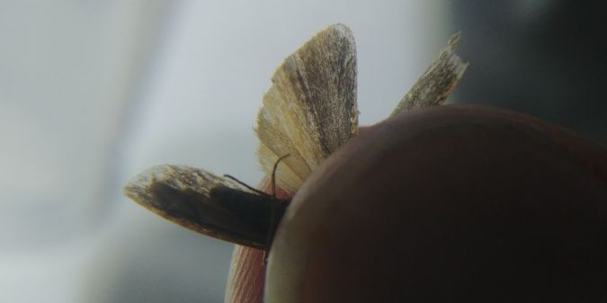 Indalia pygmaeola 