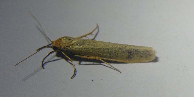 Indalia pygmaeola 