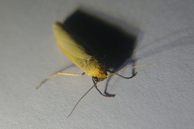 Indalia pygmaeola 