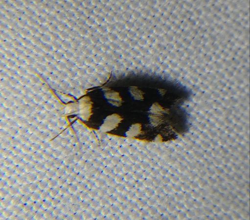 Pseudotelphusa tessella 